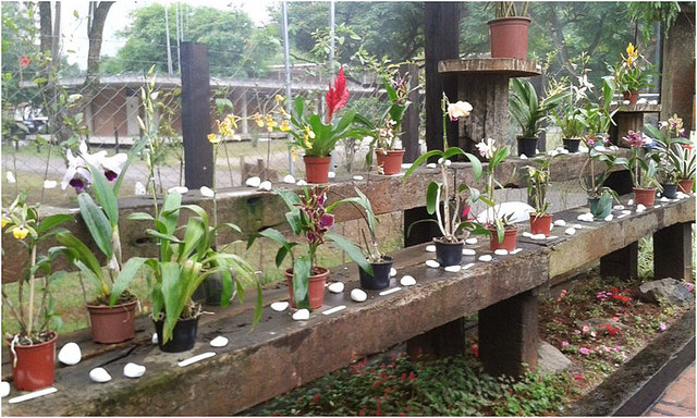 Osasco tem inscrições abertas para oficinas de cultivo de orquídeas