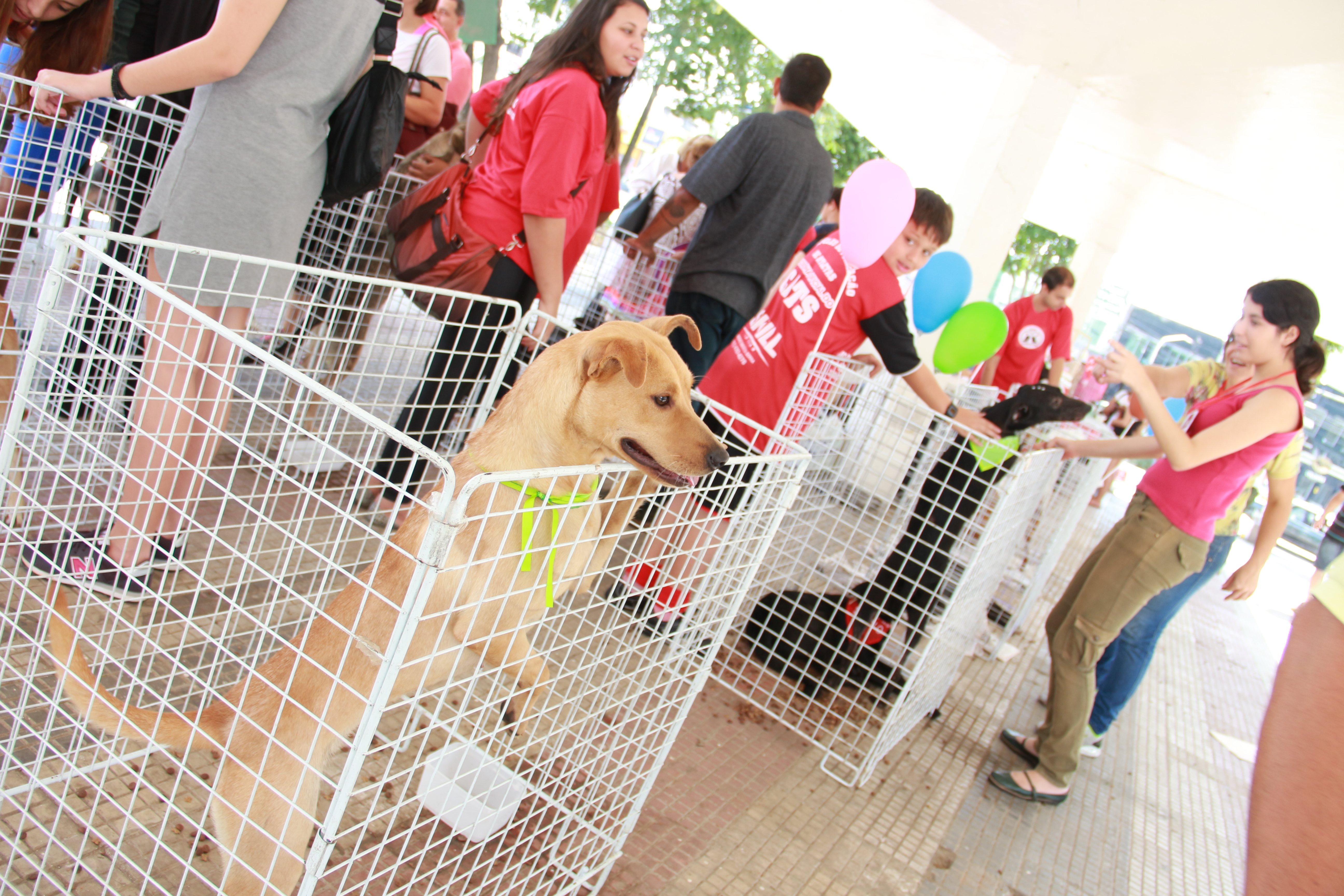 Taboão realiza feira de adoção de animais neste sábado, 13