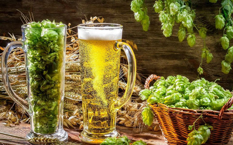 Apreciadores podem acompanhar produção de cerveja com catuaba