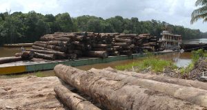 Desmatamento na Amazônia cresce 29% em um ano