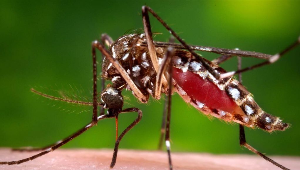 Alerta: 90% dos focos do Aedes aegypti estão nas residências