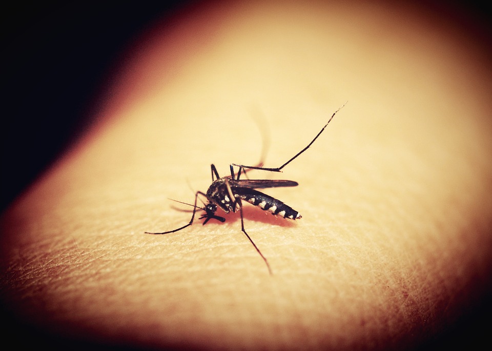 Aedes, transmissor o zika: estudo realizado com ratos mostrou que a vacina do Instituto Evandro Chagas do Pará oferece proteção contra o vírus (foto: divulgação)