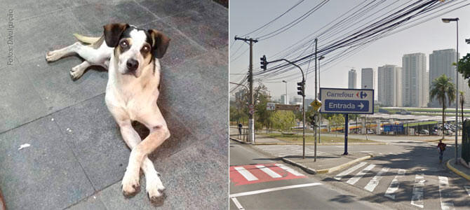 cachorro carrefour