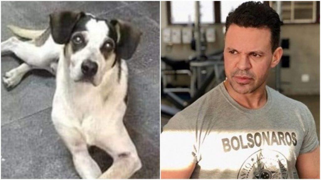 cachorro carrefour