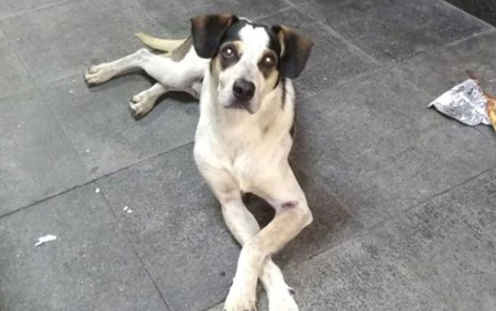 Resultado de imagem para A cadela Manchinha morre depois de ser agredida de forma covarde por um seguranÃ§a do supermercado Carrefour em Osasco.