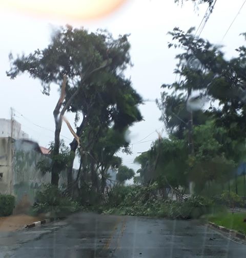 queda árvores osasco