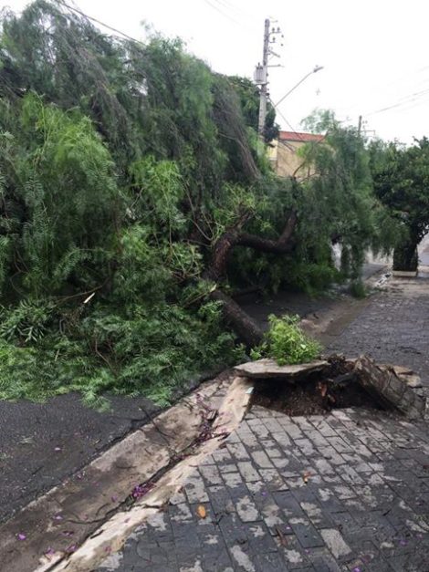 queda árvores osasco