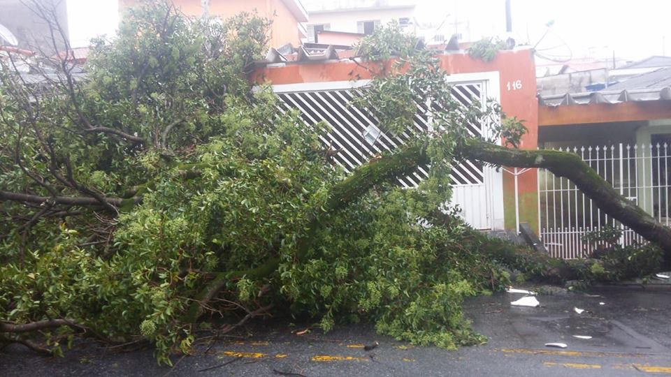 queda árvores osasco