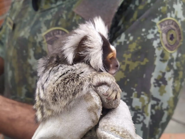Polícia ambiental encontra animais silvestres em Santana de Parnaíba