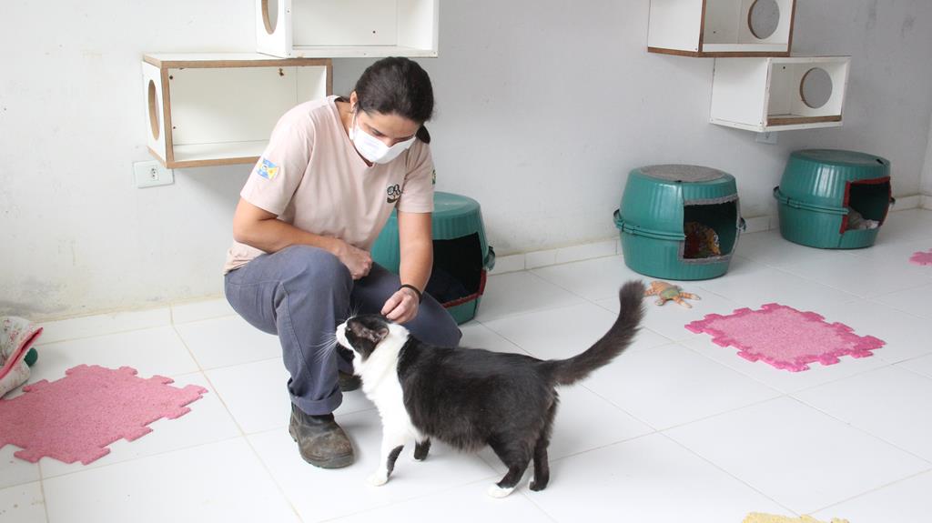 feira de adoção de cães e gatos barueri