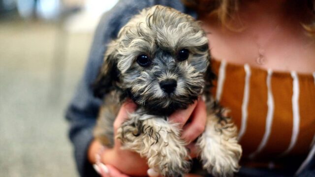 petz licença peternidade adoção cães e gatos (1)