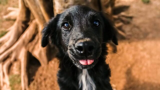 feira de adoção cães e gatos itapevi (1)