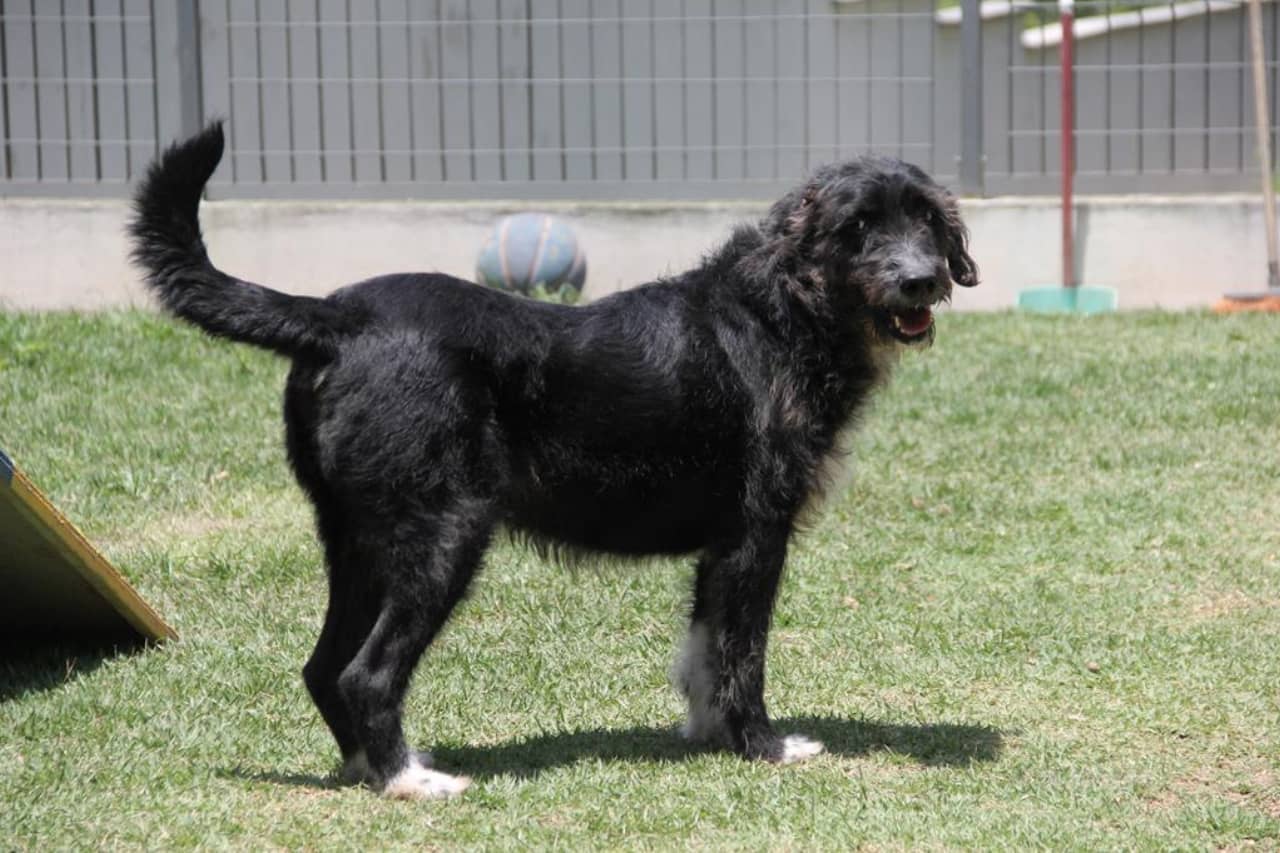 feira de adoção cães barueri 