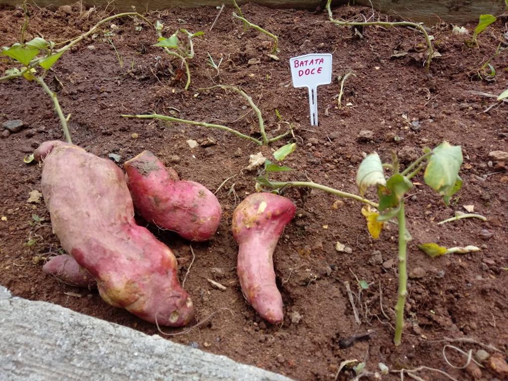 oficina de horta e jardim barueri