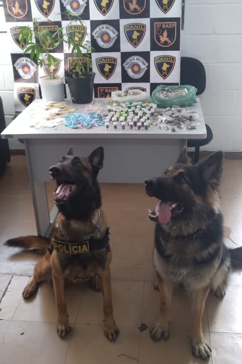 cães encontram drogas carapicuíba