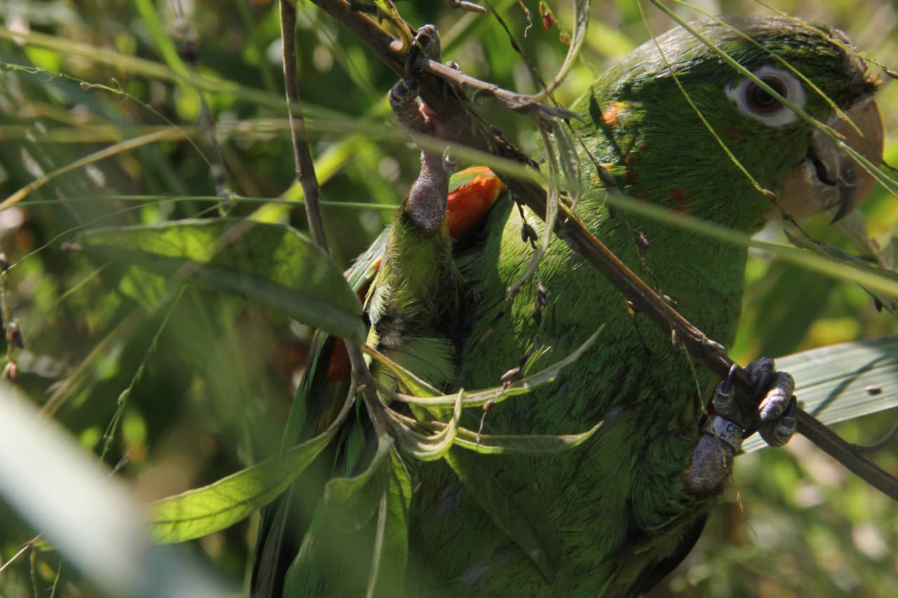 aves barueri 