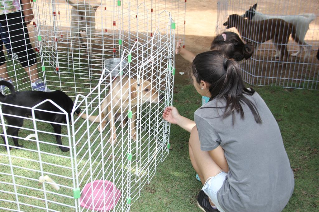 feira adoção pets barueri