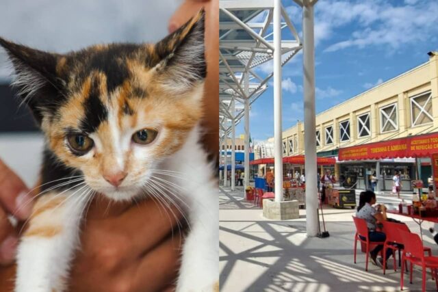 feira de adocao de caes e gatos calcadao osasco