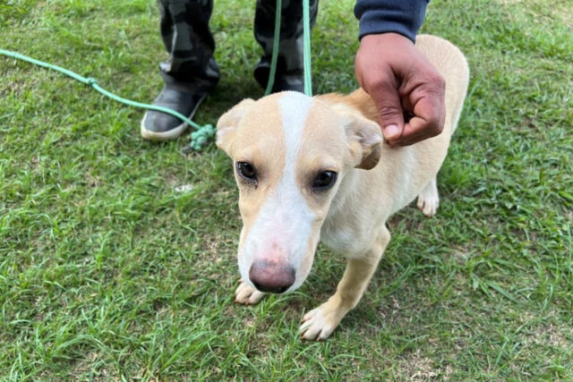 adoção pets barueri