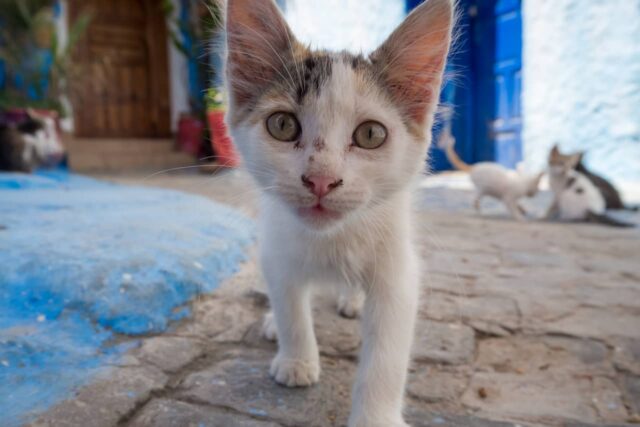 feira adocao gatos