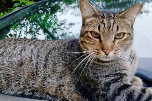 gato mingau carapicuiba