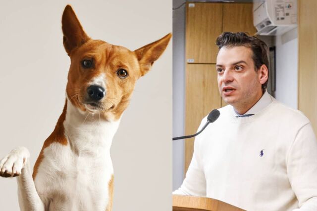 poibição venda animais cachorro