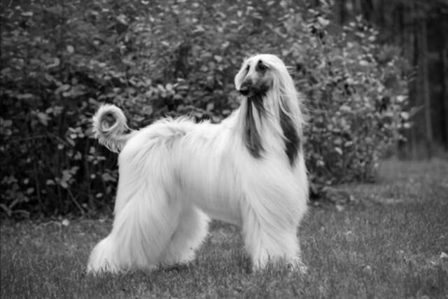 cão de raça Itapevi