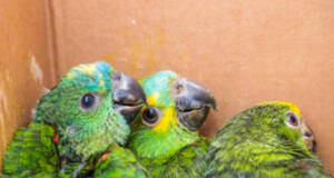 crime tráfico de animais Itapevi papagaios