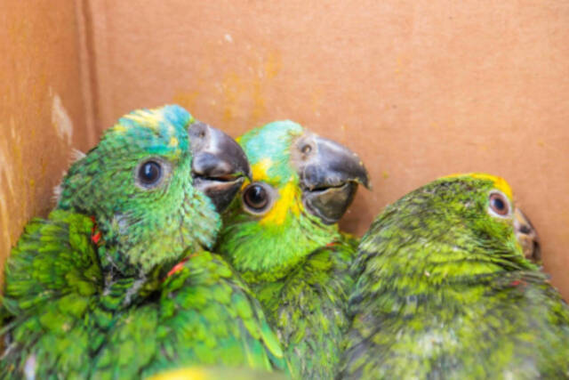 crime tráfico de animais Itapevi papagaios