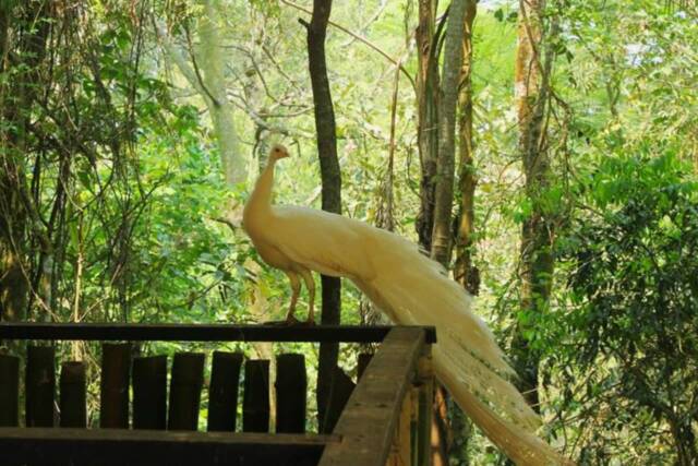 soltura de aves barueri