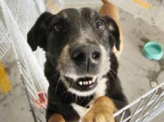 feira de adoção de cães barueri