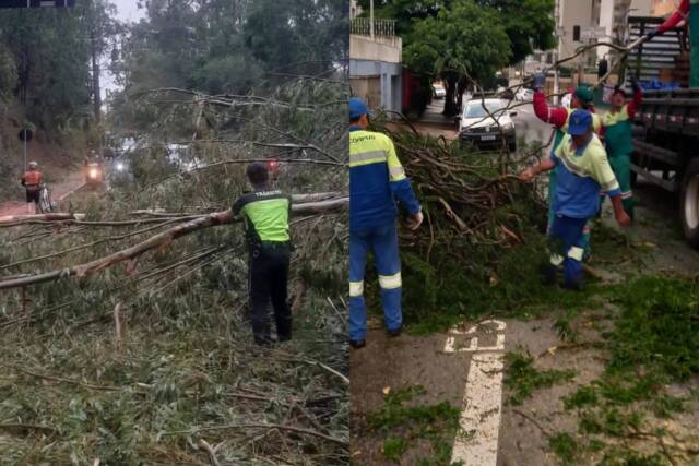 temporal queda de arvores barueri osasco (1) temporal queda de arvores barueri osasco