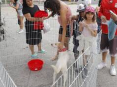 feira de adoção de pets parque de barueri (1)
